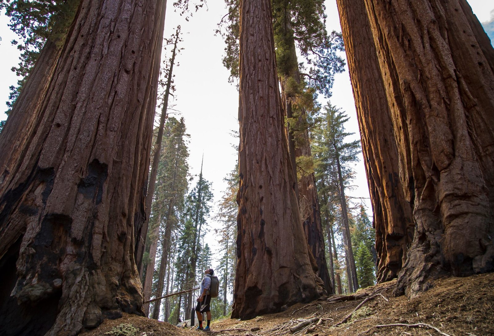 Explore the Mariposa Grove of Giant Sequoias in Yosemite National Park