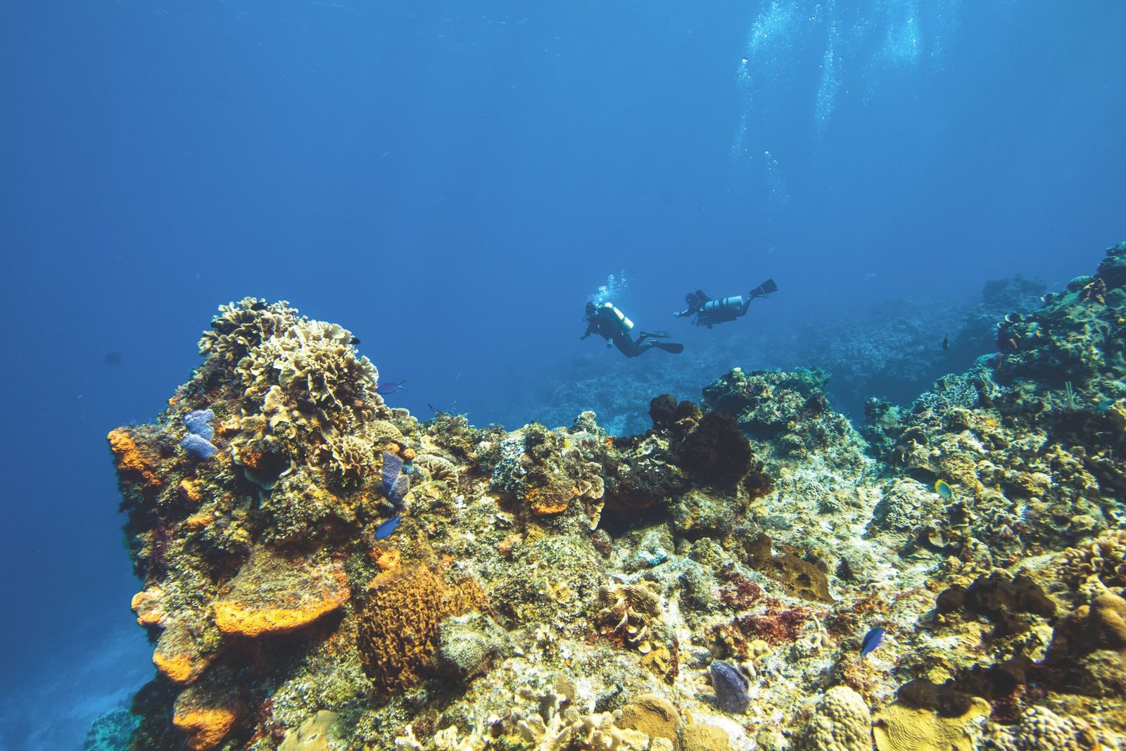 Swim with Vibrant Marine Life at Shimizu Island