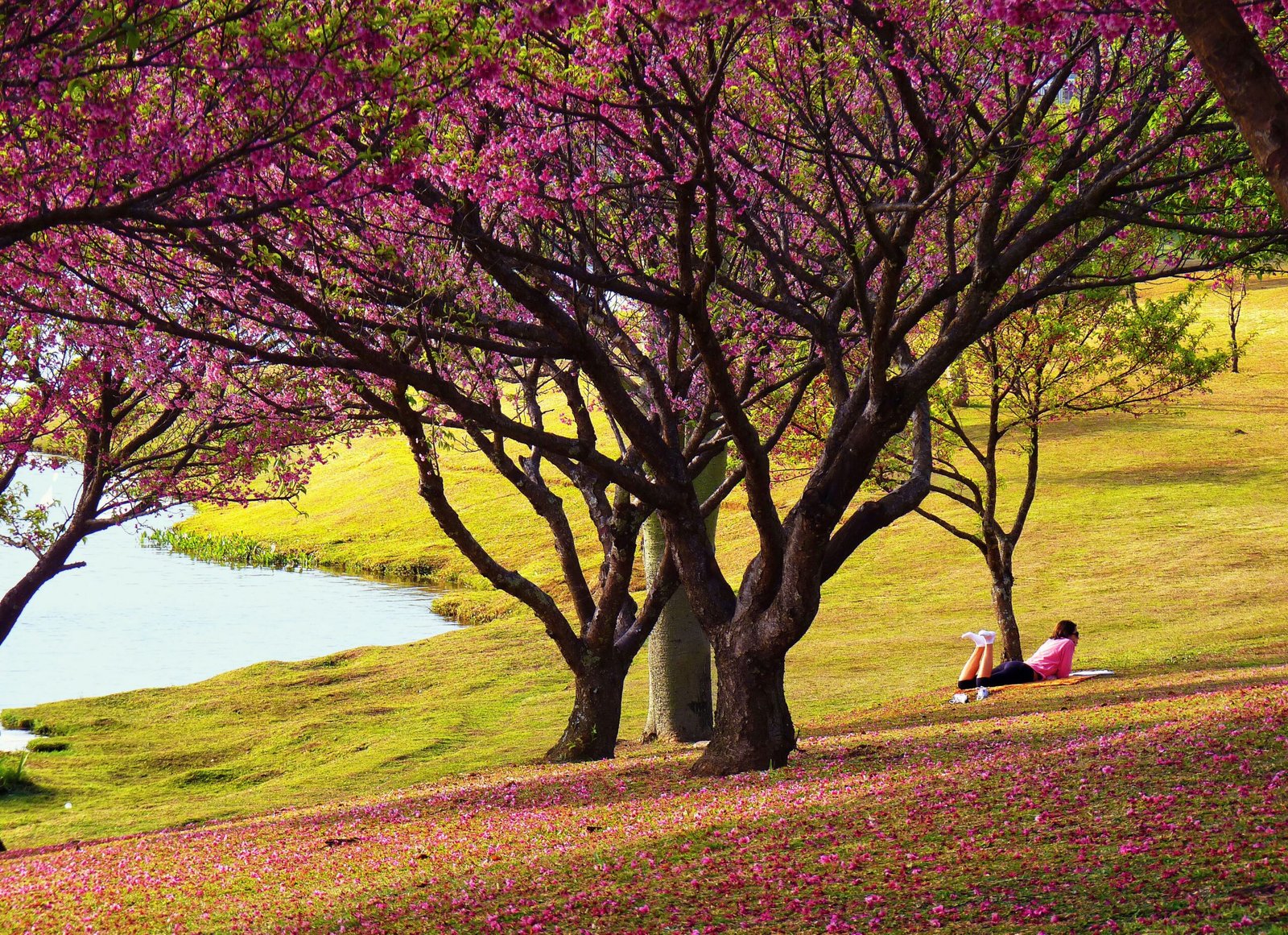 Relax at the Beautiful Cherry Blossom Park