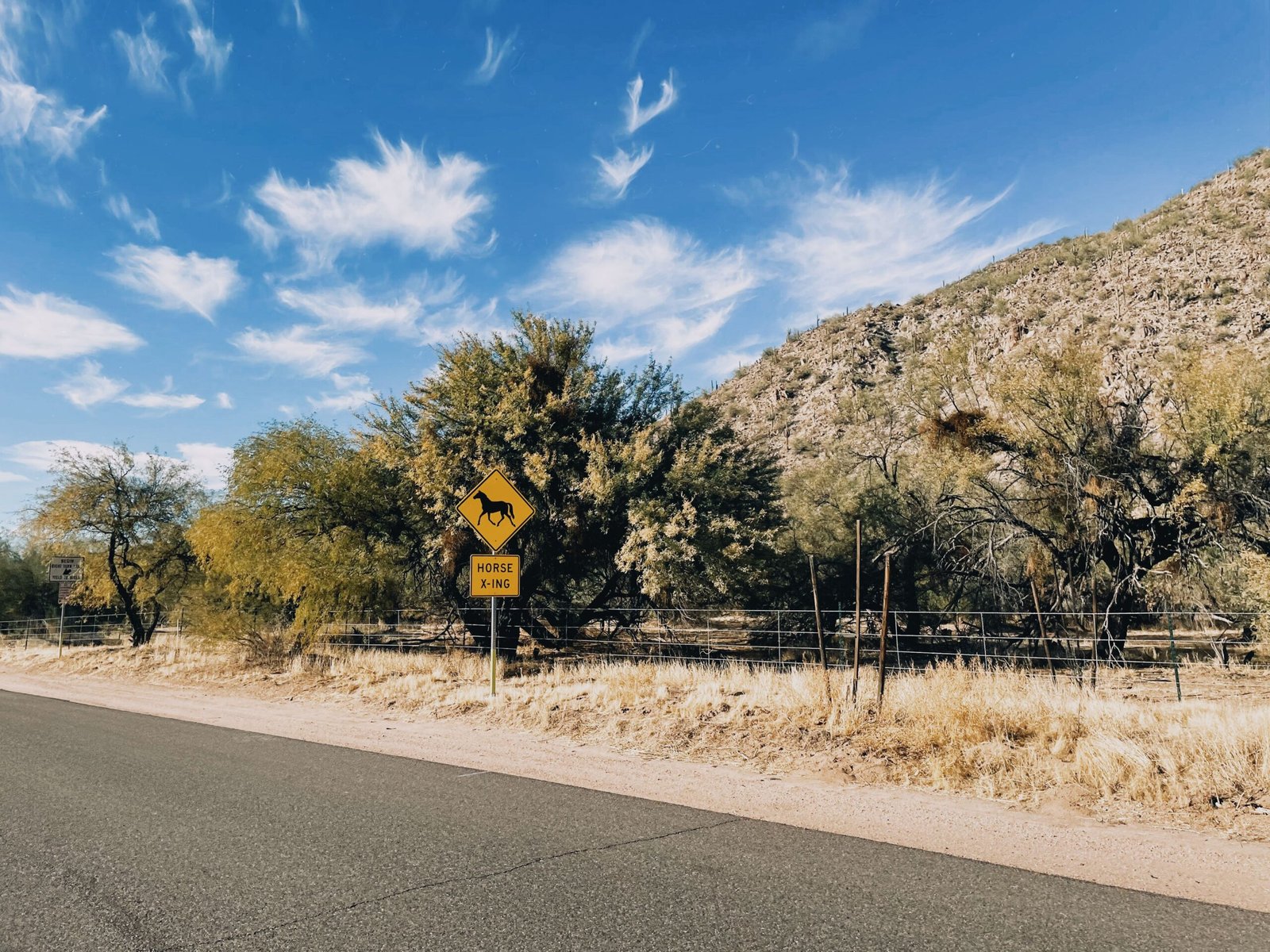 Spot Wildlife on a Scenic Drive along the Three Capes Loop