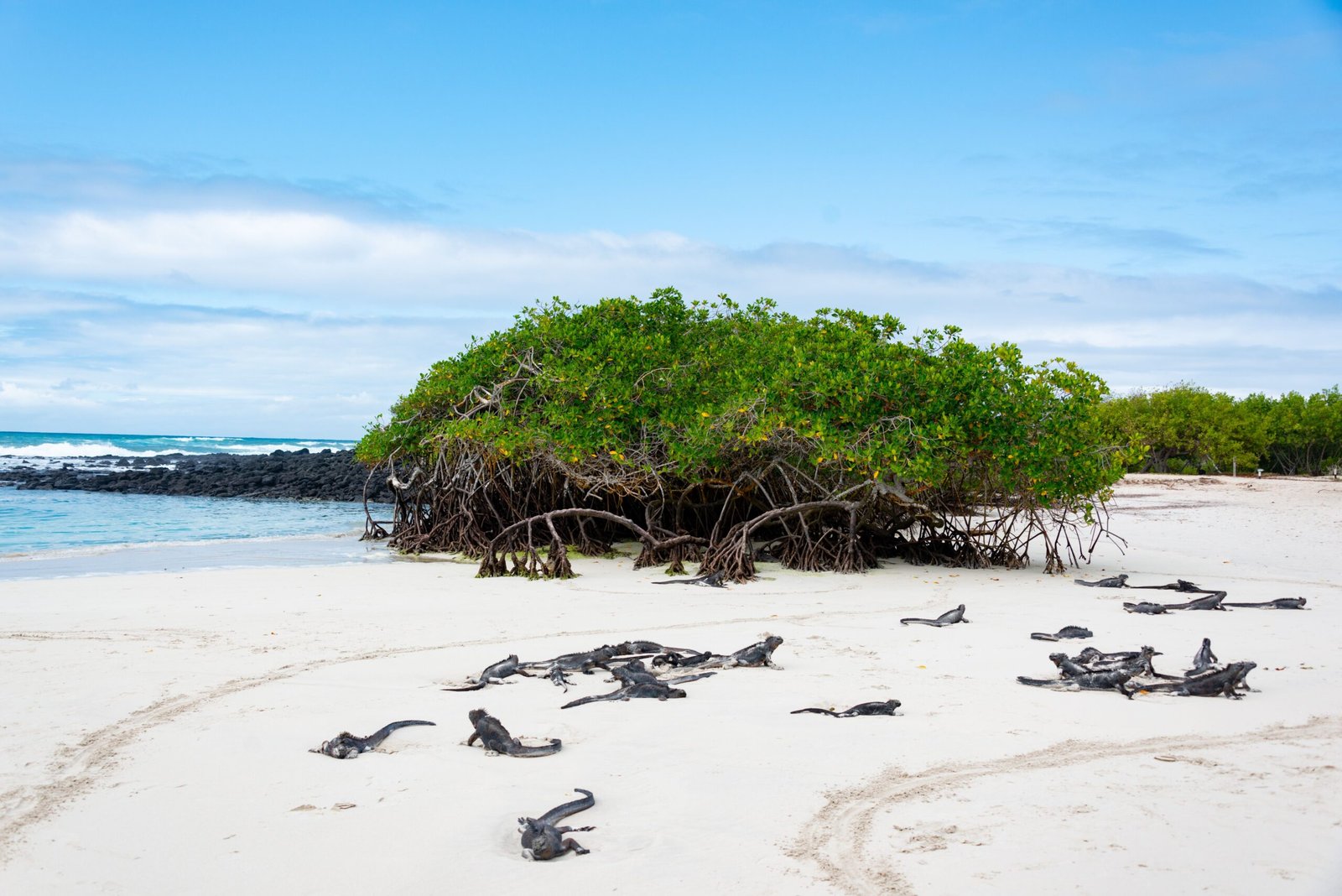 Swim with Iguanas at the Anguilla Island Excursion