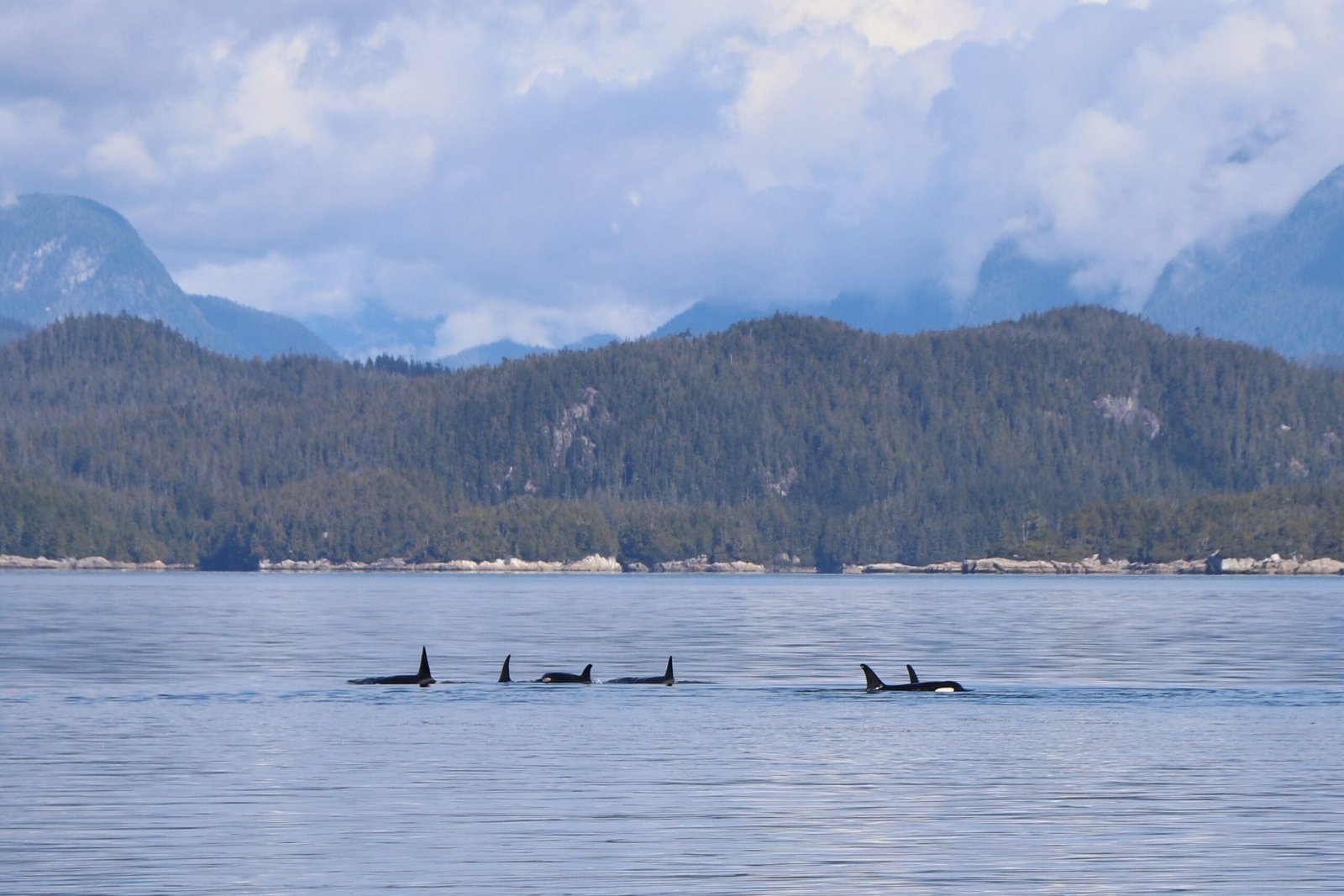 Take a Guided Whale Watching Tour to See Orcas and Humpbacks