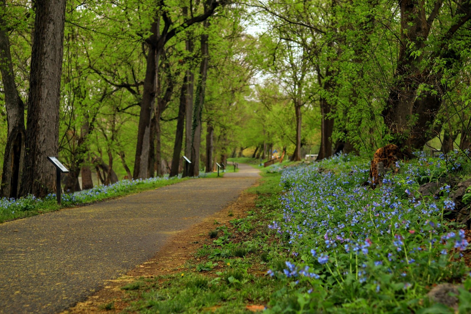 Take a Leisurely Walk at the Arboretum, Focusing on the Beauty of Kentucky’s Native Plants