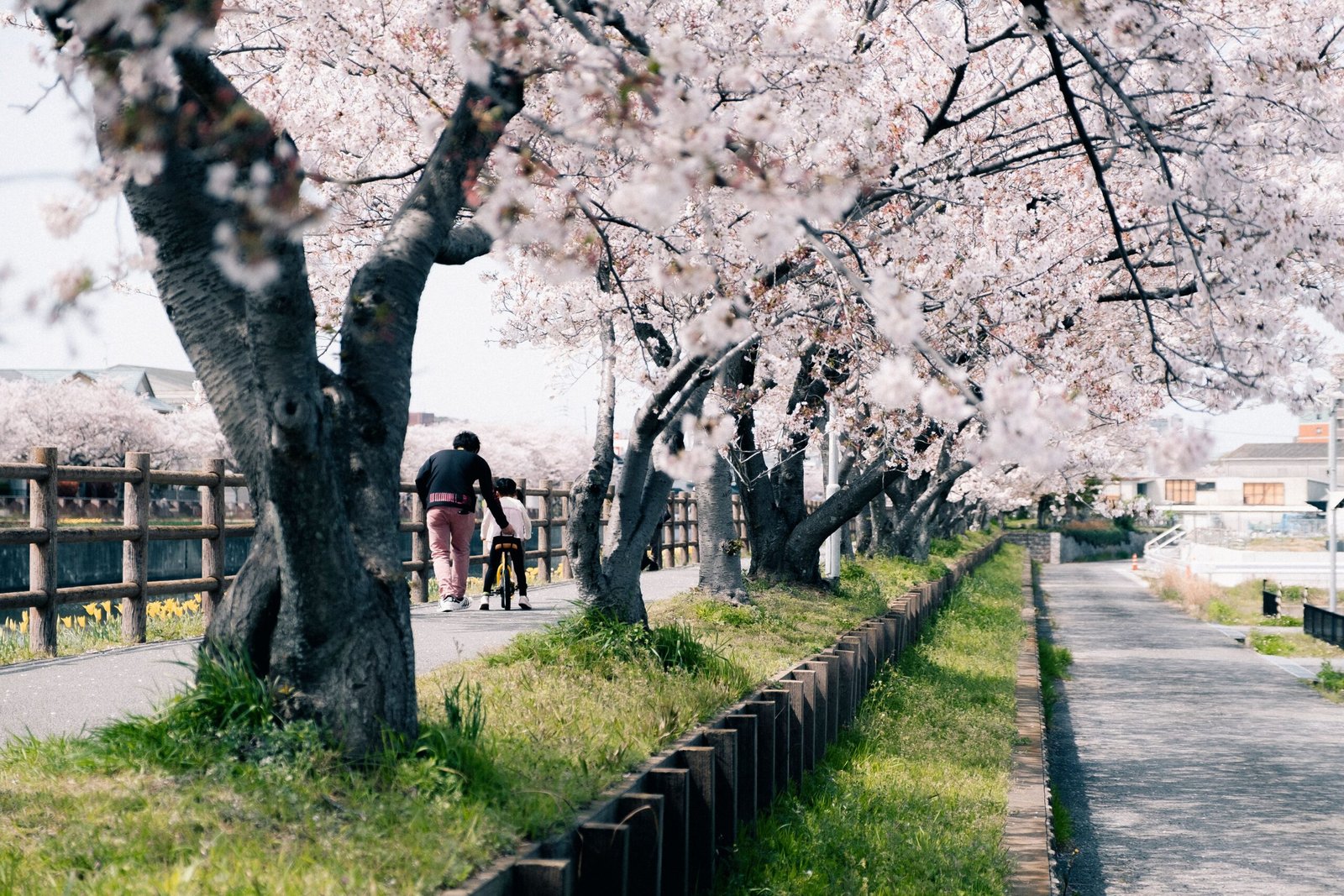 Stroll Through the Naritasan Park, Especially During Cherry Blossom Season