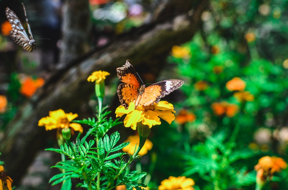 Visit the Beautiful Butterfly Farm in French Cul de Sac