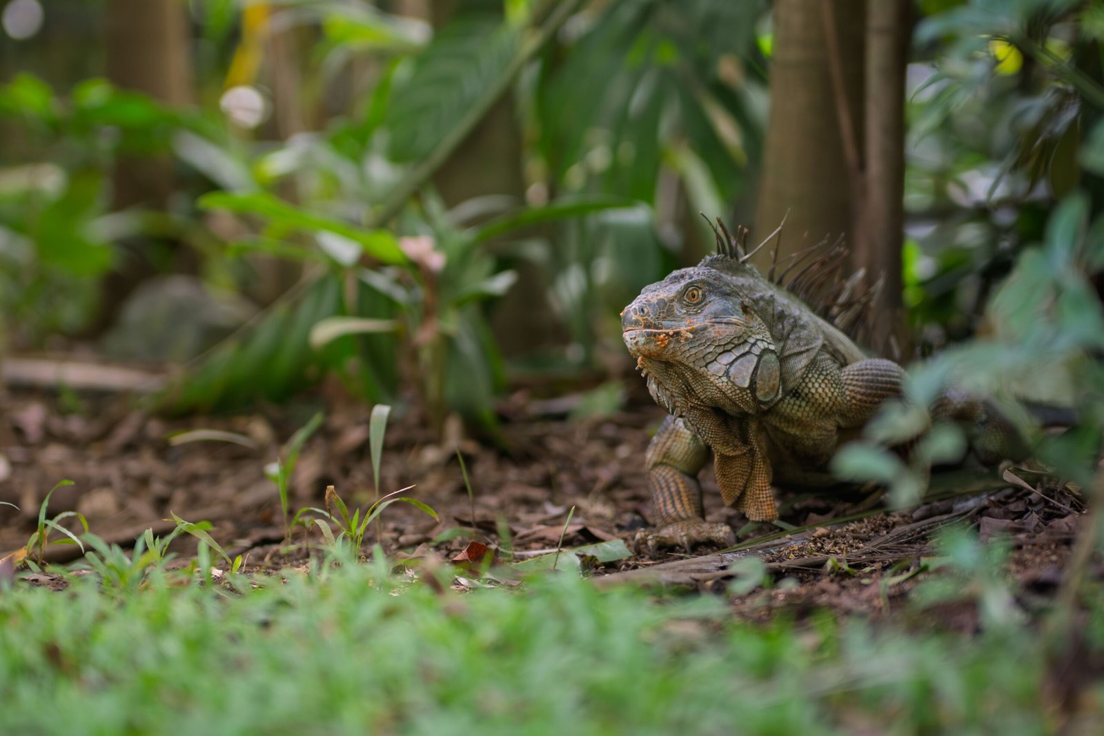 Visit the Enchanted City in Parque de las Iguanas for family fun.