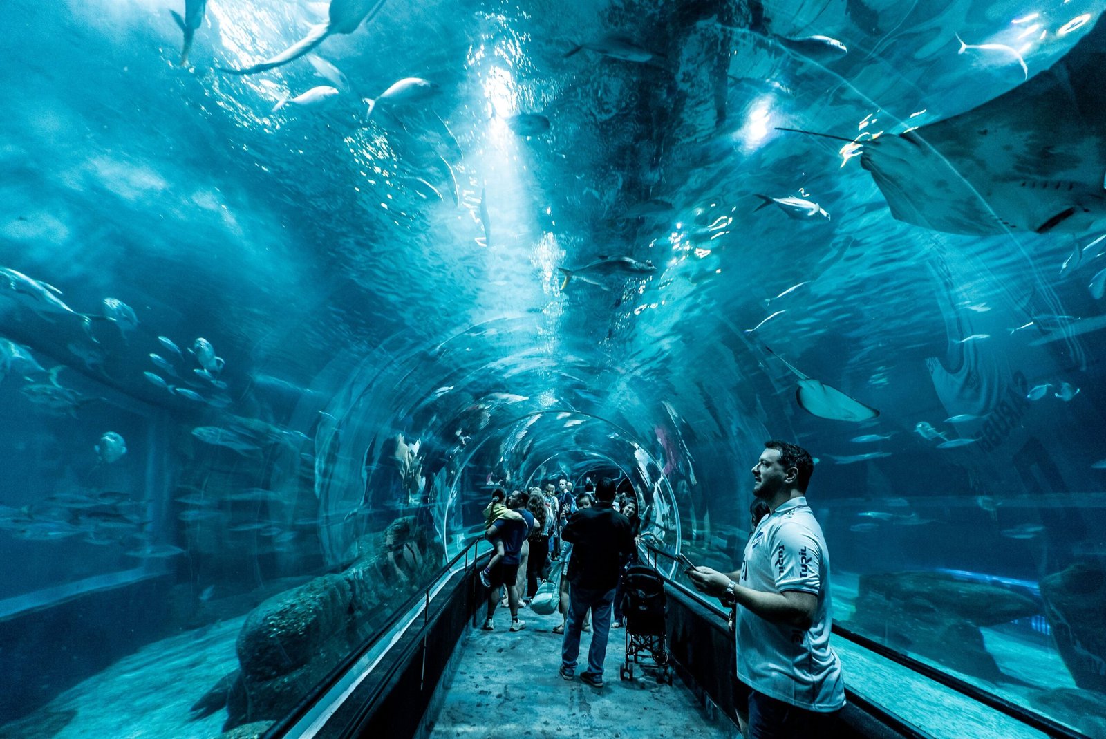 Explore the Okinawa Churaumi Aquarium and See the Whale Sharks